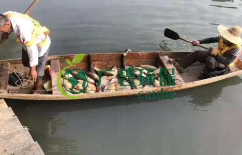 廣州旺旺食品廢水直排，永和河大量魚類死亡(圖1)